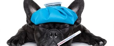 Dog Diseases and Contracted Conditions-bitaquiz
