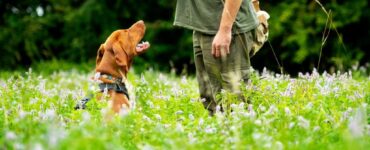 Dog Obedience Training-bitaquiz
