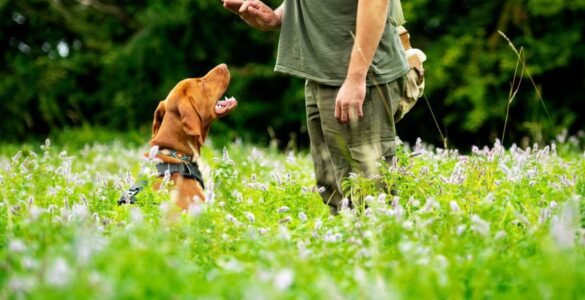 Dog Obedience Training-bitaquiz