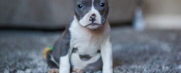 How To Stop Your Puppy Toileting Inside-bitaquiz