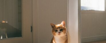 Unusual Cat Behavior-bitaquiz