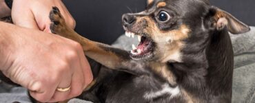 dog aggression -bitaquiz