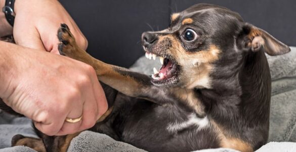 dog aggression -bitaquiz