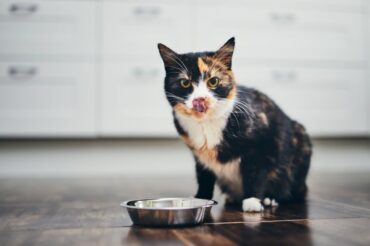 Cat Feeding Problems-bitaquiz