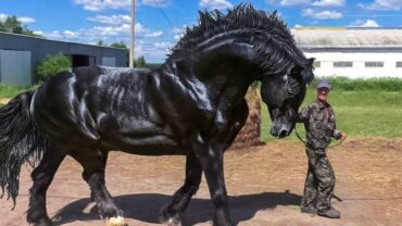 8 Biggest Horses and Horse Breeds in the World