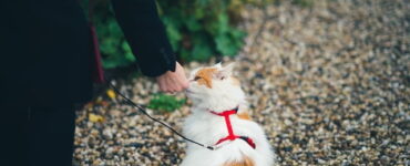 Positive Paws: Reward-Based Training for Cats