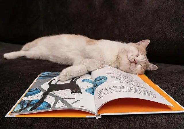 The Purrfect Read: Must-Read Books for Cat Lovers