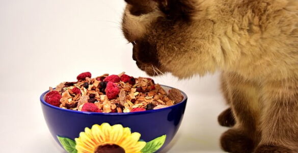 A Gourmet Guide for Finicky Eaters: Delightful Cat Treats