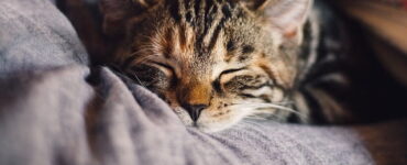 Preventing Purr-ils: Essential Vaccinations and Health Checks