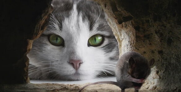 True Tales of Cat Heroism: Heartwarming Stories of Courage