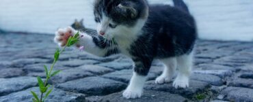 Catnip Chronicles: Exploring the Fascination of Catnip