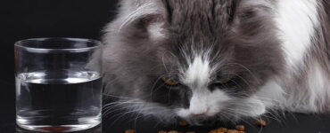 Whisker Wisdom: Navigating the World of Cat Nutrition