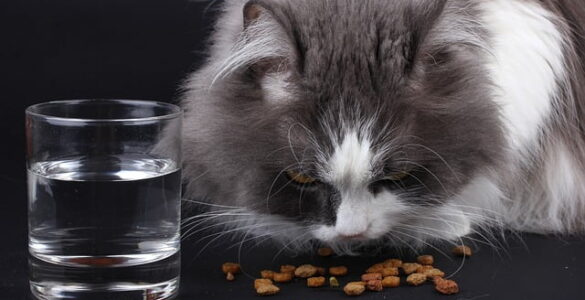 Whisker Wisdom: Navigating the World of Cat Nutrition
