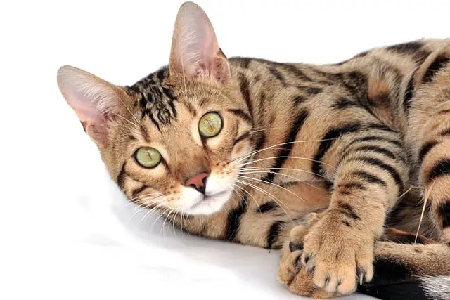The Best of Both Worlds: Fascinating Hybrid Cat Breeds