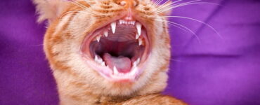 Feline Dental Health: A Smile That Shines
