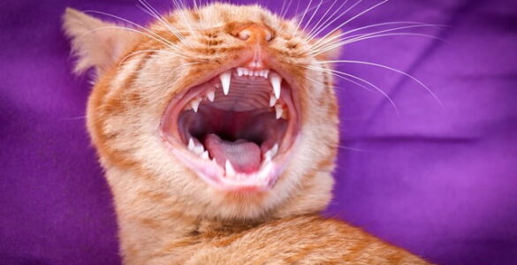 Feline Dental Health: A Smile That Shines