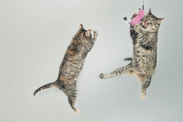 Enrichment for Euphoria: Stimulating Activities for Happy Cats