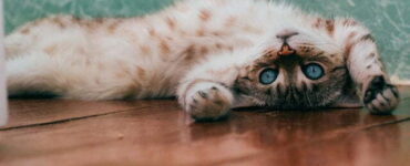 Cat-Proofing 101: Nurturing a Well-Behaved Feline