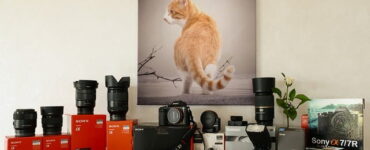 Capturing Whiskered Wonders: The Art of Cat Photography