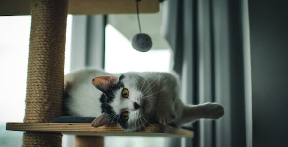 From Scratchers to Snuggles: Creating a Cat-Friendly Home