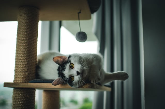 From Scratchers to Snuggles: Creating a Cat-Friendly Home
