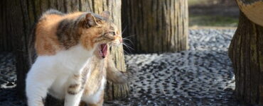 From Hiss to Bliss: Overcoming Aggression in Cats