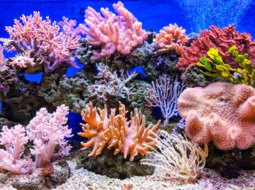 Coral Reefs: Learn about the Importance of Coral Reefs Their Biodiversity and Conservation Efforts