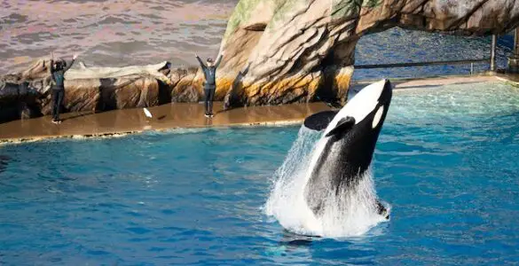 Orca Comedy Club: A Hilarious Dive into the Whimsical World of Stand-Up Orcas