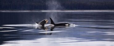 Orcas React: Hilarious Moments and Playful Encounters