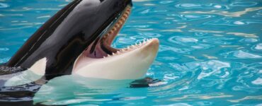 The Mischievous Orca: Stories of Playful Antics and Funny Behaviors Exhibited by Orcas in the Wild