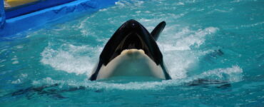 Discovering the Funniest Orca: A Whales Got Talent Spectacle