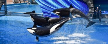 Whale of a Mix-Up: Sharing Humorous Instances Where Orcas Were Mistaken for Other Marine Animals Leading to Funny Situations