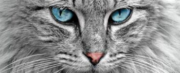 The Fascinating World of Cats: Unveiling the Enigmatic Feline Species
