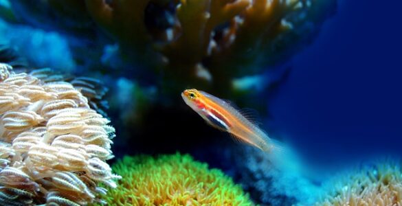 Discovering the Majestic Beauty of Marine Life: Exploring Coral Reefs