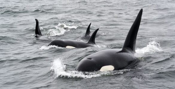 Fishy Tricks: Unveiling the Clever Hunting Strategies of Orcas