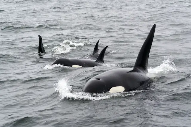 Fishy Tricks: Unveiling the Clever Hunting Strategies of Orcas