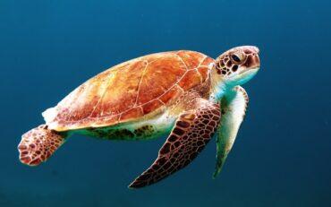 Endangered Marine Species: Explore the Plight of Threatened Marine Creatures and Efforts to Safeguard Them