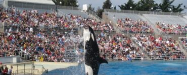 Orca Social Drama: Shedding Light on Amusing Social Interactions and Dynamics Within Orca Pods