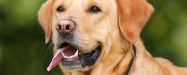 Adorable and Loyal: The Most Popular Dog Breeds Around the World