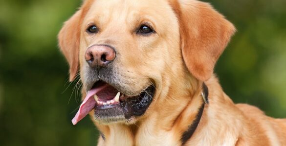 Adorable and Loyal: The Most Popular Dog Breeds Around the World