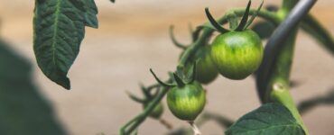 Urban Farming Kits: Bringing the Joy of Fresh Produce to Urban Dwellers