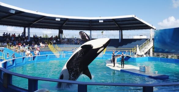 The Prankster Orcas: Highlighting Instances Where Orcas Played Tricks or Pranks on Other Marine Creatures or Even Humans