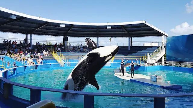 The Prankster Orcas: Highlighting Instances Where Orcas Played Tricks or Pranks on Other Marine Creatures or Even Humans