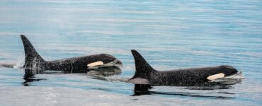 Orca Music Appreciation: Discovering the Melodic Sounds of Orcas