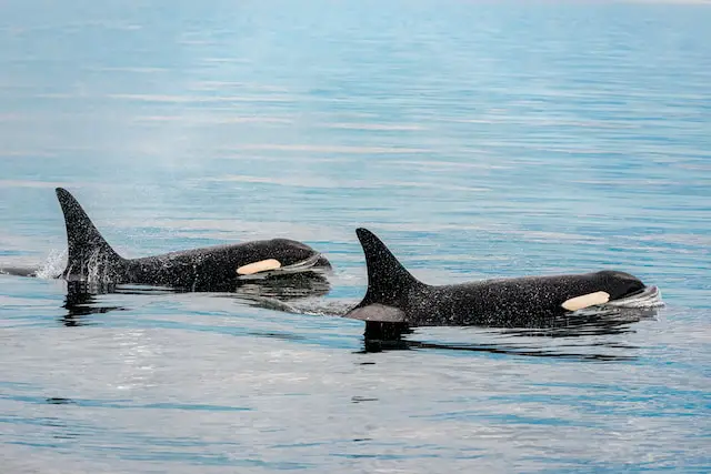 Orca Music Appreciation: Discovering the Melodic Sounds of Orcas