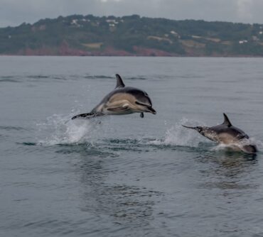 Marine Mammals: Dive into the World of Dolphins Whales and Seals their Behavior and Conservation