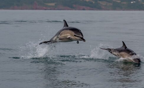 Marine Mammals: Dive into the World of Dolphins Whales and Seals their Behavior and Conservation