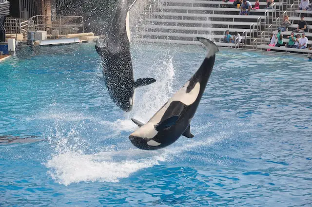 The Acrobatic Orcas: Witnessing the Spectacular Aerial Displays of Killer Whales
