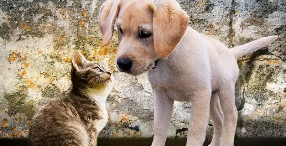 Key Differences in Behavior Between Dogs and Cats