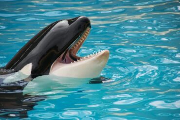 Orcas in Captivity: Ethical Concerns and Controversies